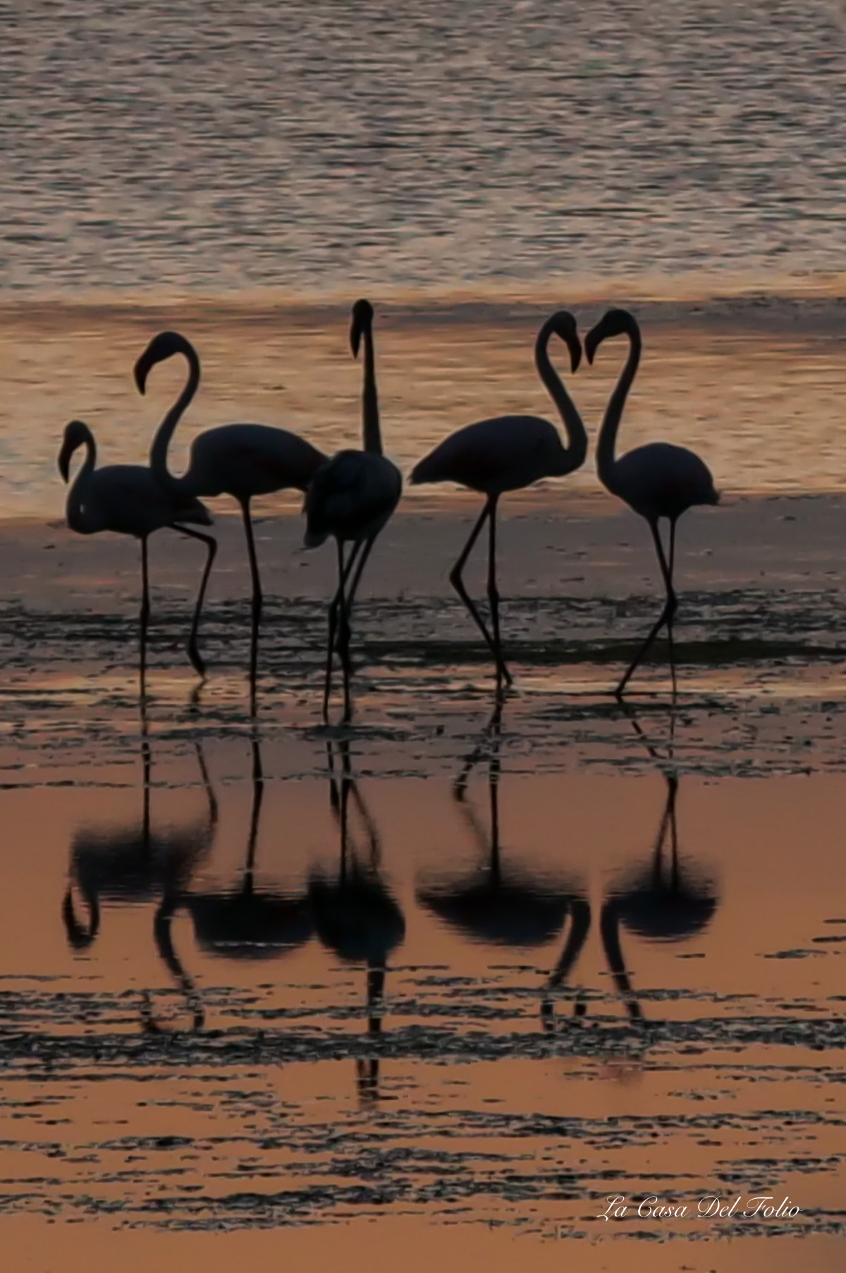 flamant rose juvénile