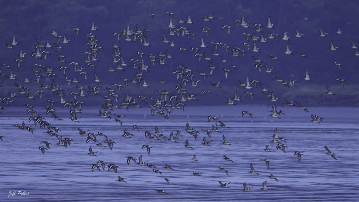 Envol d oiseaux sur la Vilaine au Port d'Arzal
