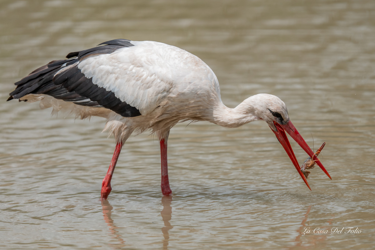 Cigogne blanche