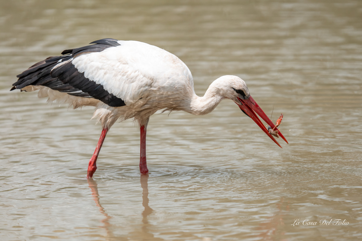 Cigogne blanche
