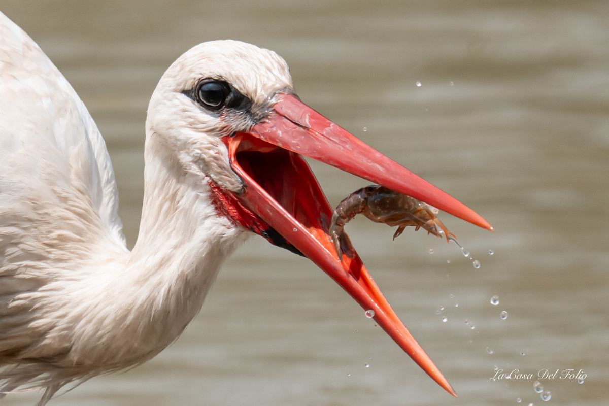 Cigogne blanche