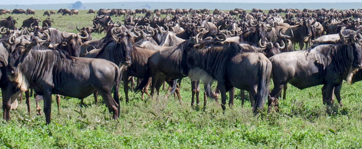 La beauté fragile de l’Afrique, capturée en images
