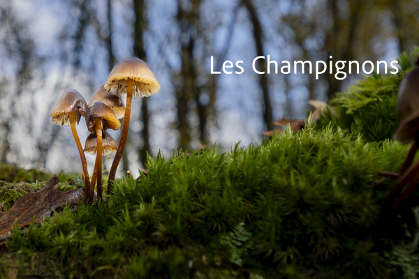 Les Champignons, tome 1