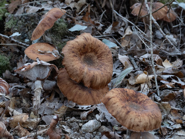 Champignon; Mushroom