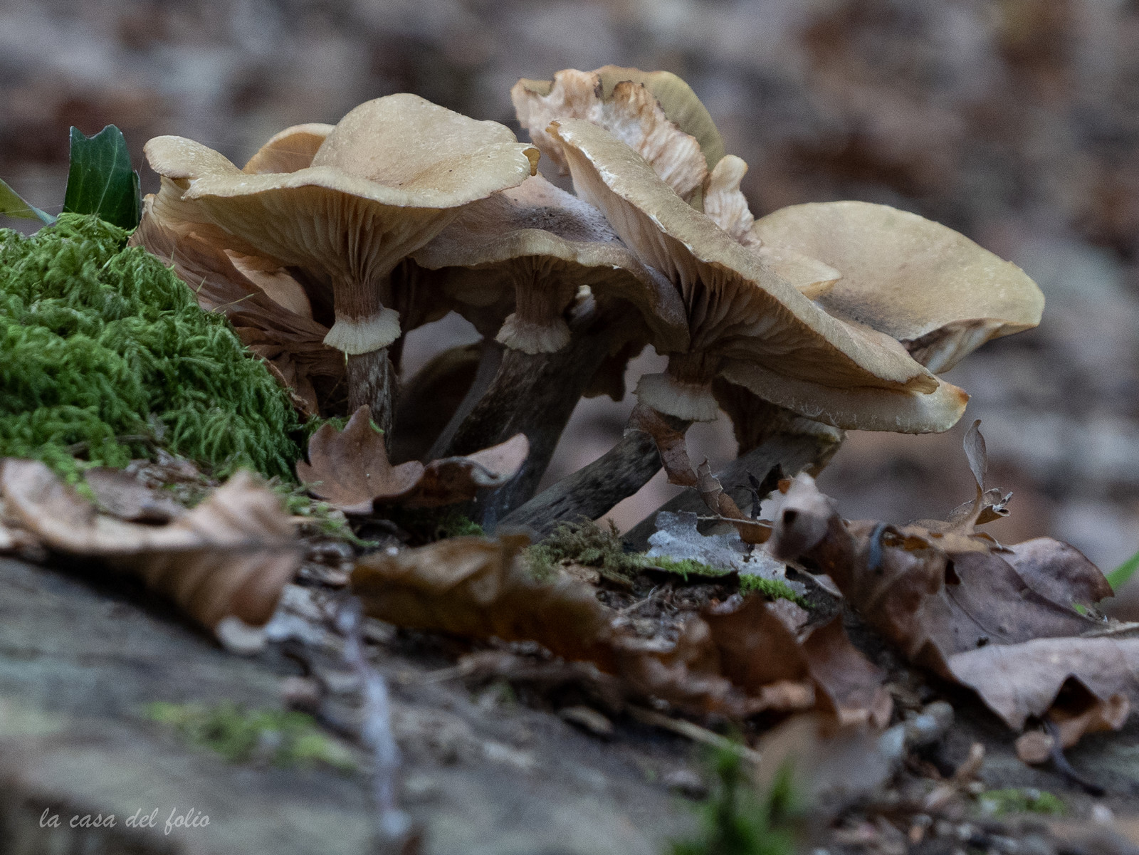 Champignon; Mushroom
