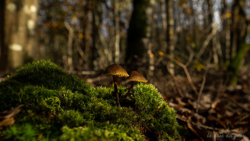 Champignon; Mushroom