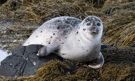 Phoques d'Islande