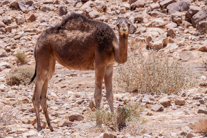 Maroc