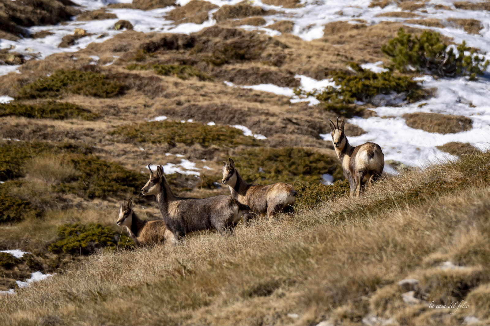 Isard des Pyrénées
