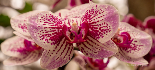 Orchidée