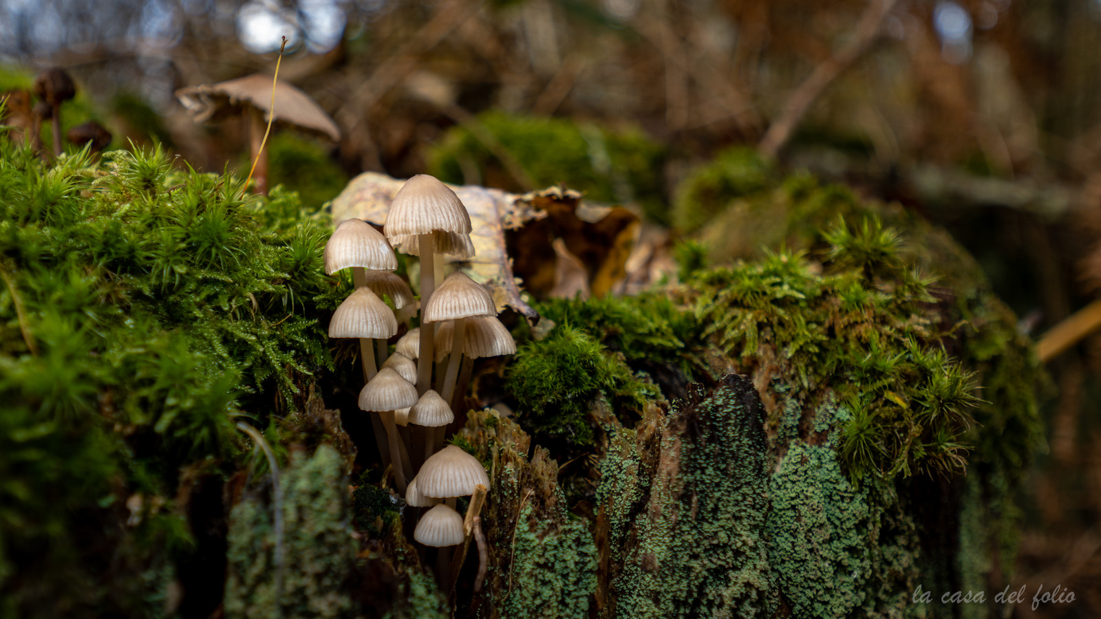 Champignon; Mushroom