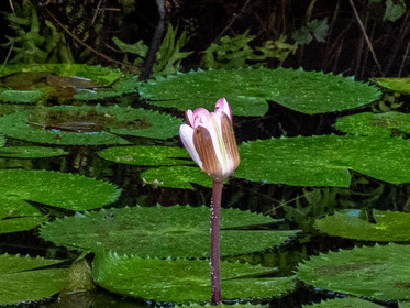 Lotier d'Egypte   Nymphaea lotus