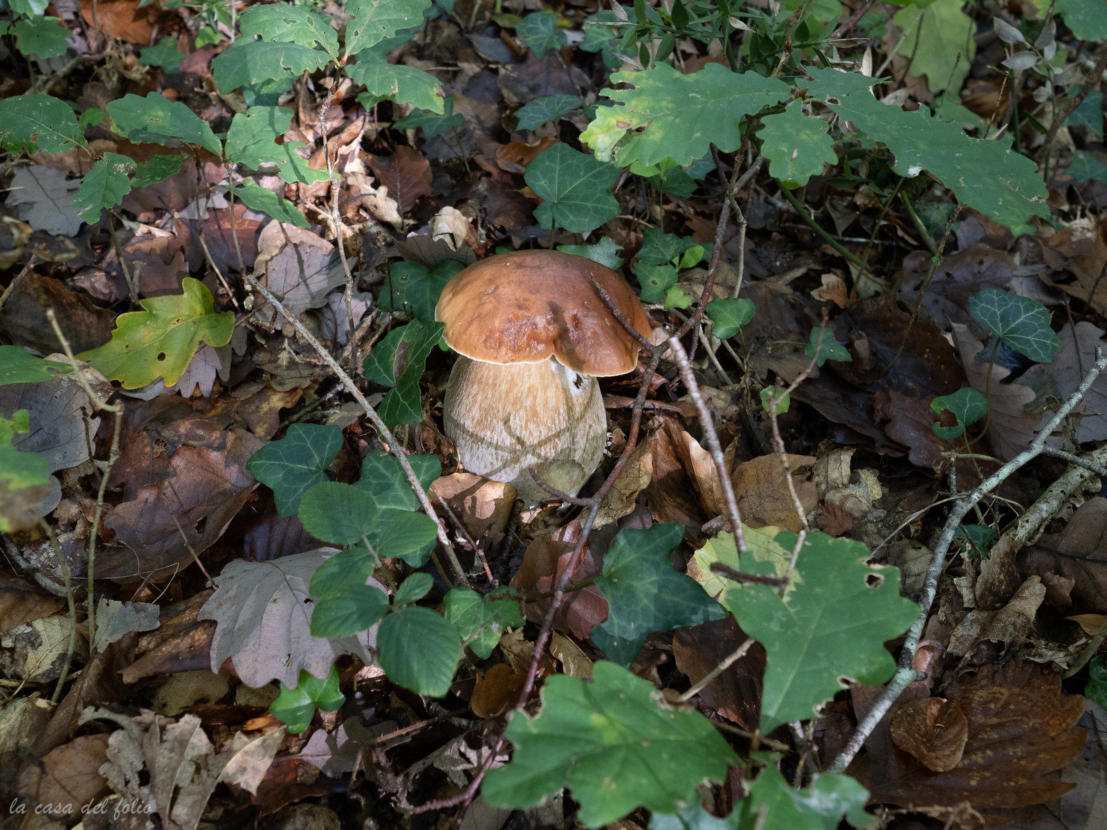 Champignon; Mushroom