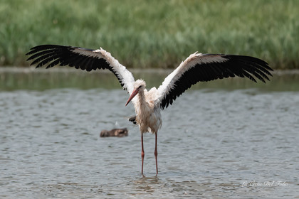Parc naturel des Aiguamolls