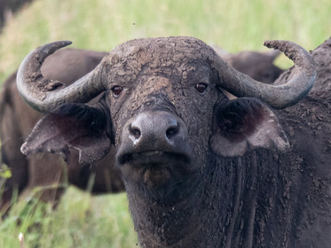 Buffle de Tanzanie
