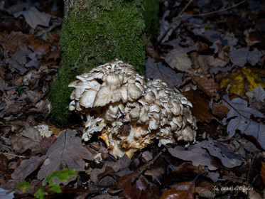 Champignon; Mushroom