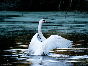 Cygne sauvage