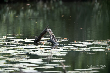 Le Gesvres, La Chapelle-sur-Erdre