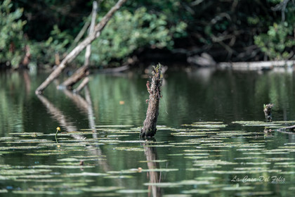 Le Gesvres, La Chapelle-sur-Erdre