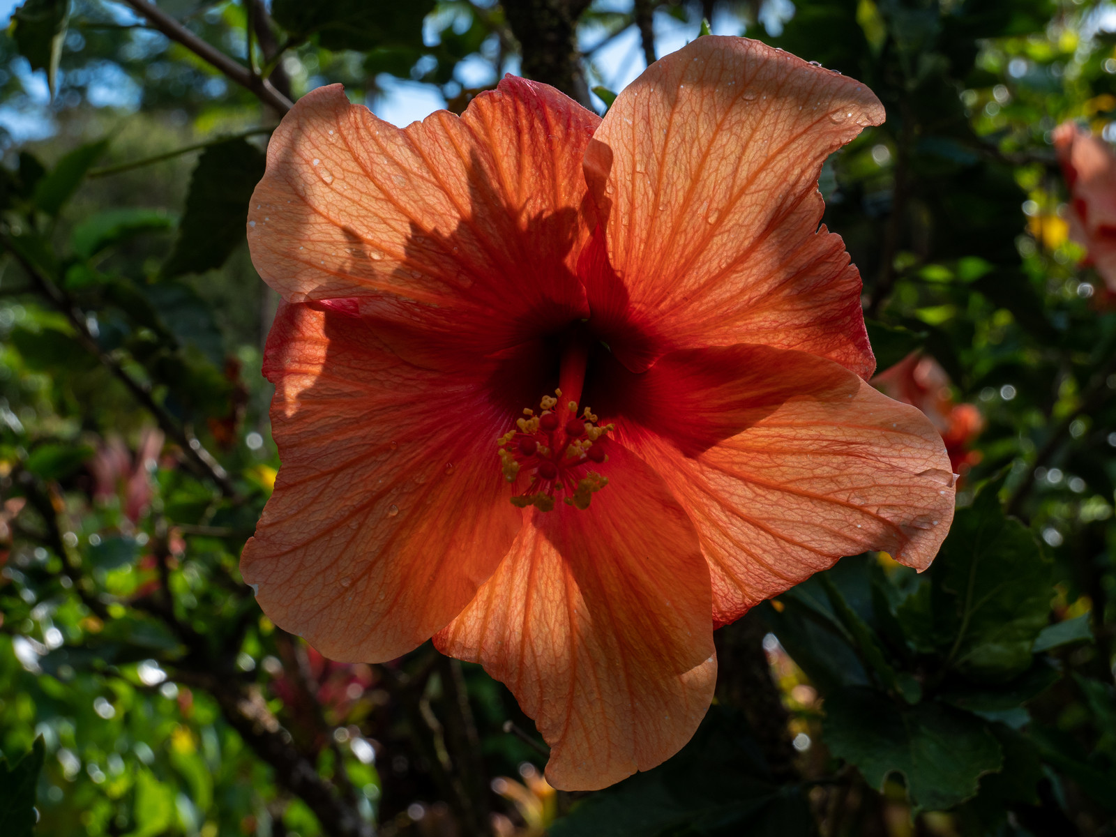 Hibiscus rose de chine   Hibiscus rosa- sinensis