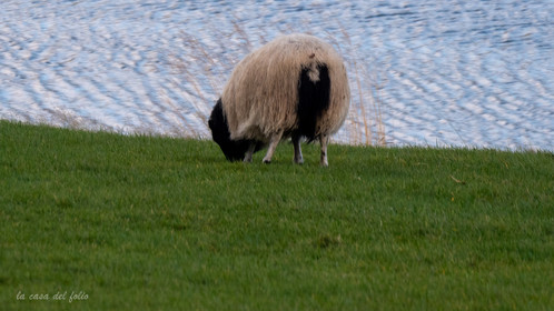 Islande