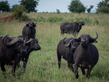 Buffle de Tanzanie