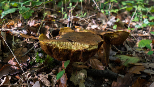 Champignon; Mushroom
