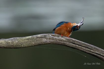 Kingfisher