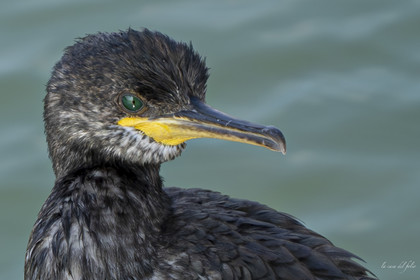 Ptit Cormoran