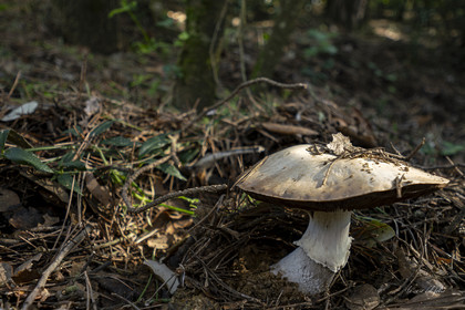 mushroom