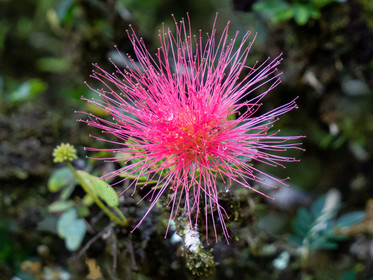 albizia   Albizia julibrissin