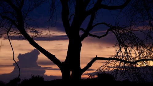 Sunset en Tanzanie , Afrique