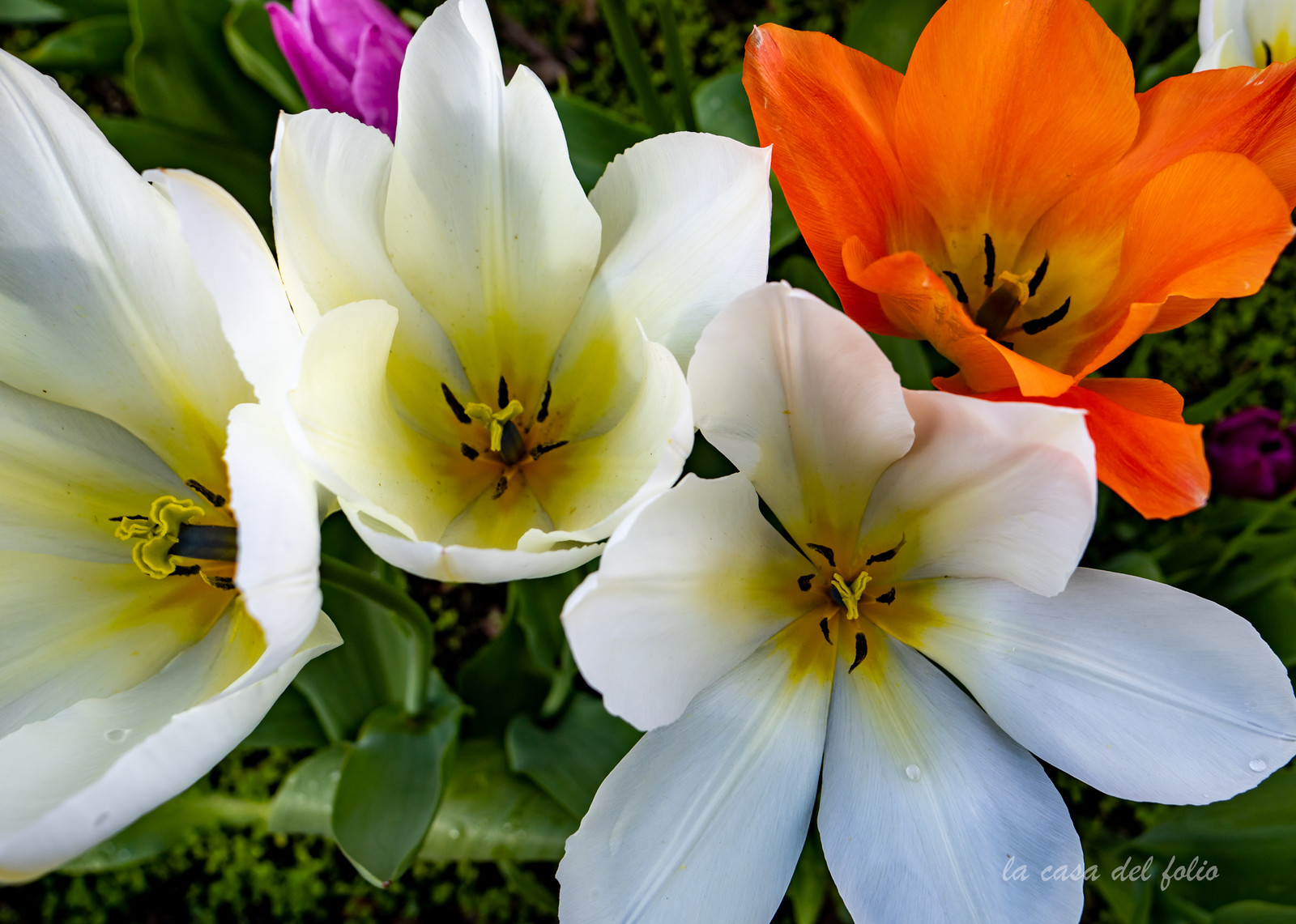 Tulipes des jardins