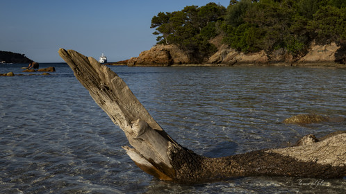 Corse
