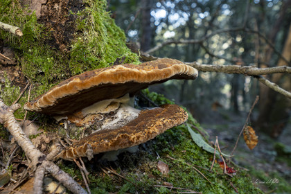 mushroom