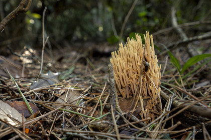 mushroom