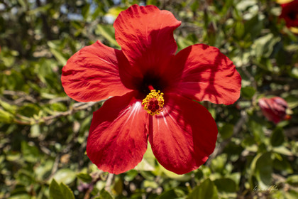 Fleur Maroc