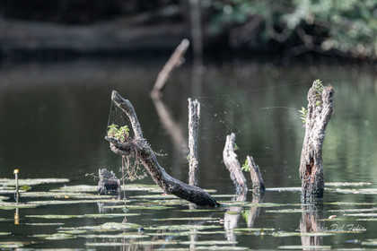 Le Gesvres, La Chapelle-sur-Erdre