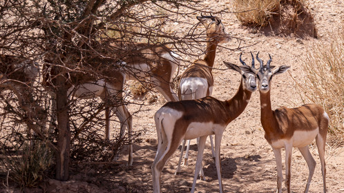 Maroc