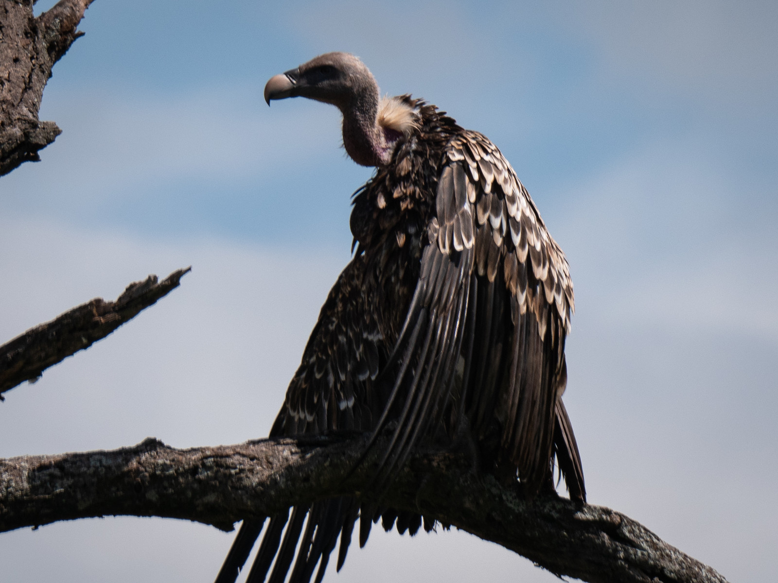Vautour de Tanzanie