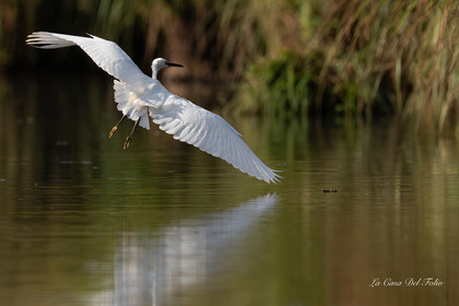 Aigrette garzette, Parc de la Brière