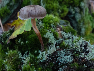 Champignon; Mushroom