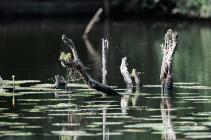 Le Gesvres, La Chapelle-sur-Erdre