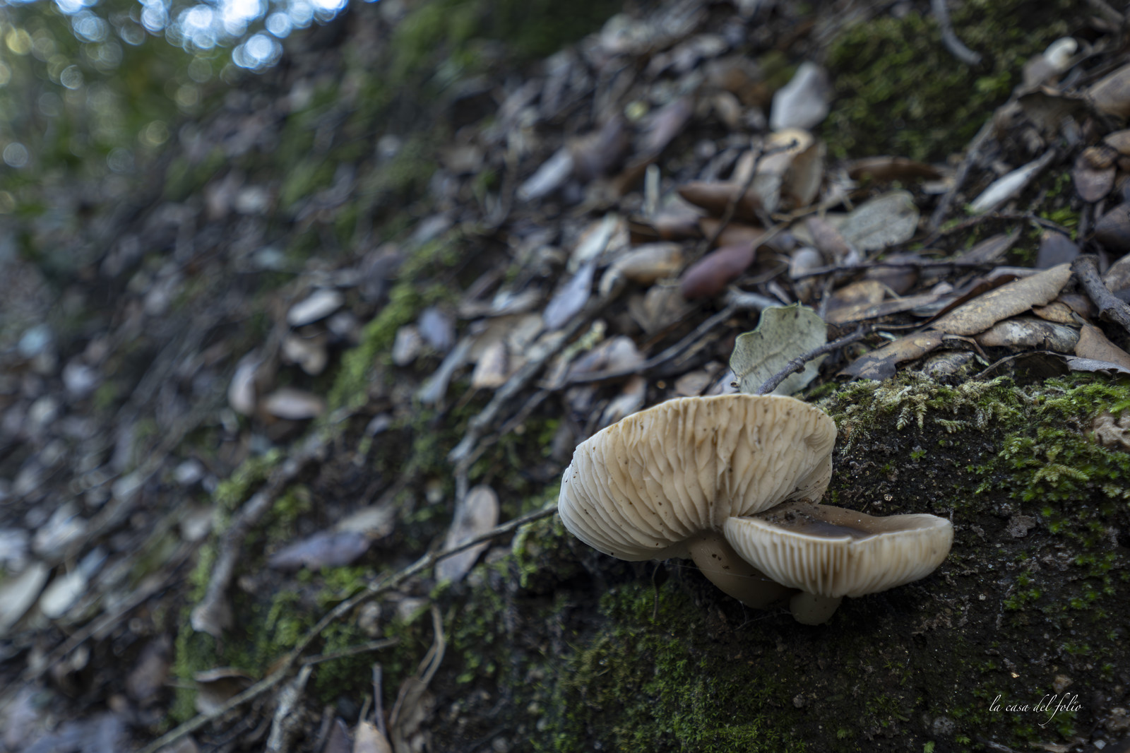 mushroom