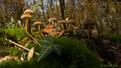 Champignon; Mushroom
