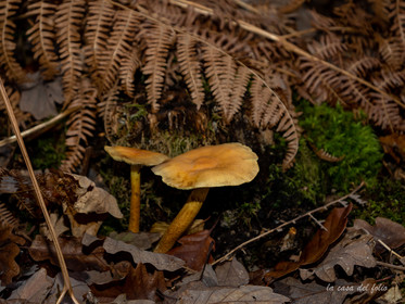Champignon; Mushroom