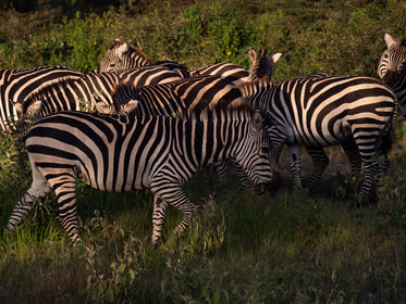 Zèbre de Tanzanie