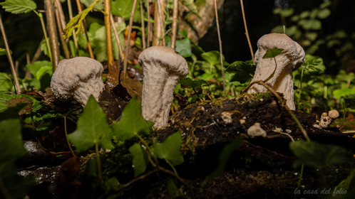 Hypomyces hyalinus