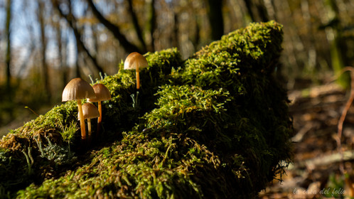 Champignon; Mushroom