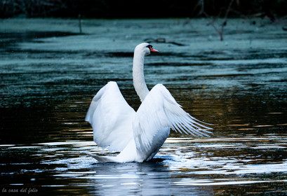 Cygne sauvage